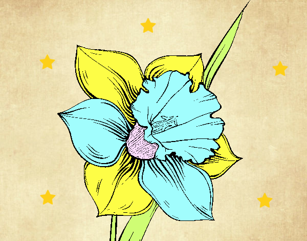 Flor de narciso