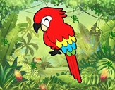 Guacamayo