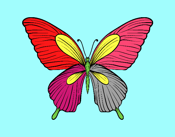 Mariposa tropical