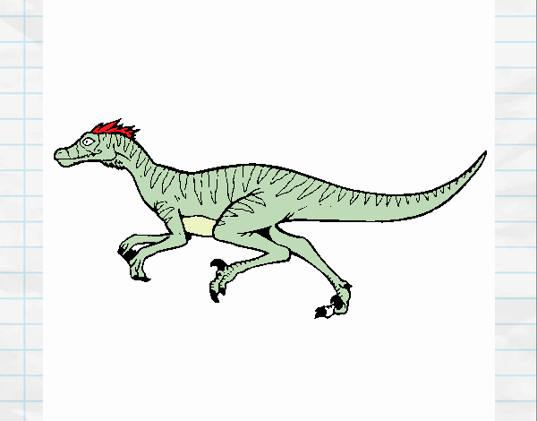 Velociraptor