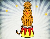 Tigre de circo