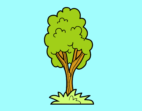 Un árbol de parque