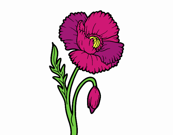 Dibujo de Una flor de amapola pintado por en Dibujos.net el día 29-03-20 a  las 21:25:26. Imprime, pinta o colorea tus propios dibujos!