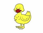 Patito de granja