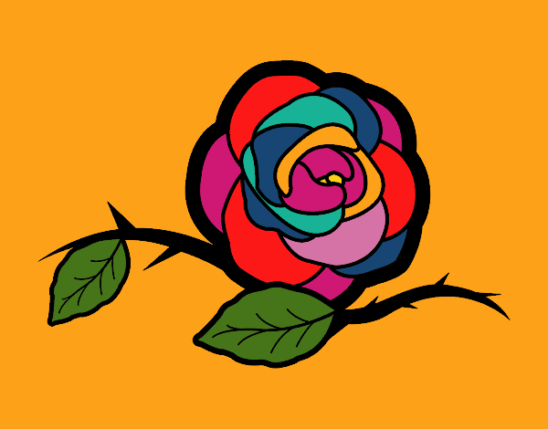 Rosa multicolor