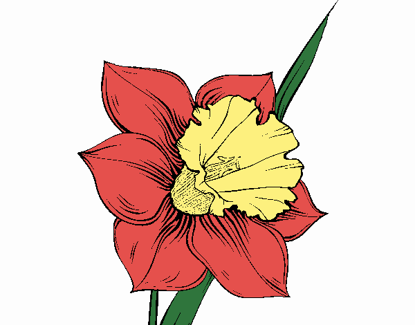 Flor de narciso