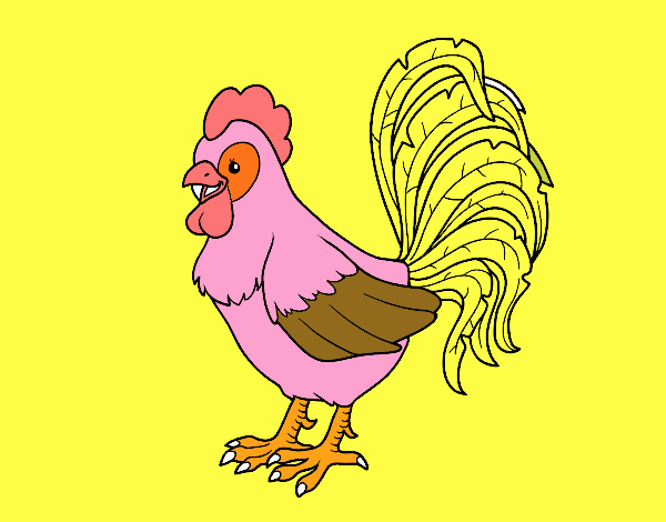 Gallo de una granja