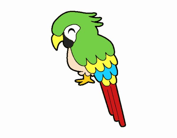 Guacamayo