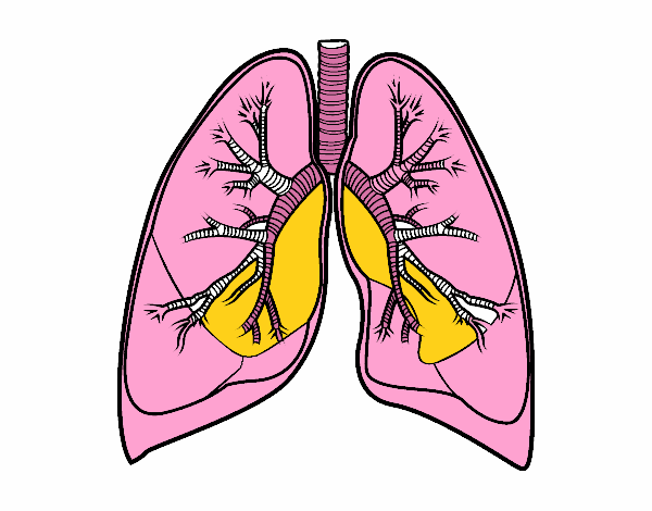 los pulmones humanos