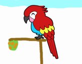 Guacamayo