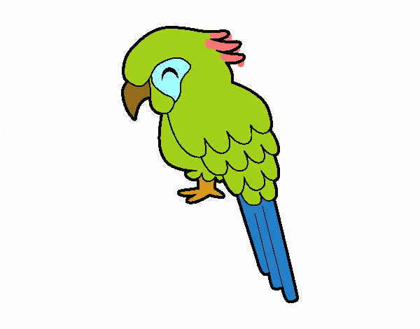 Guacamayo