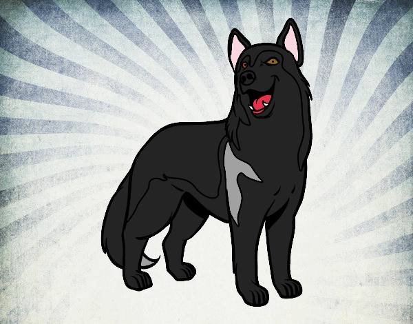 lobo negro