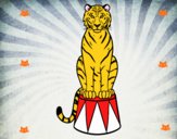 Tigre de circo