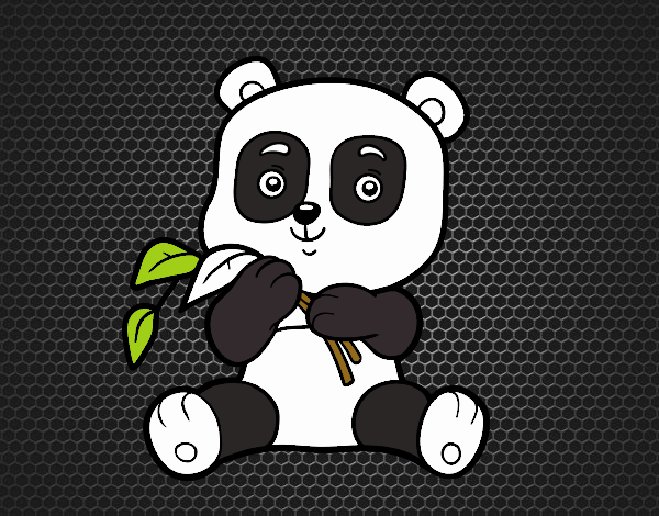 Un oso panda