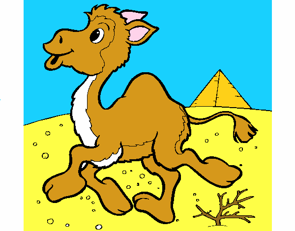 el camello 