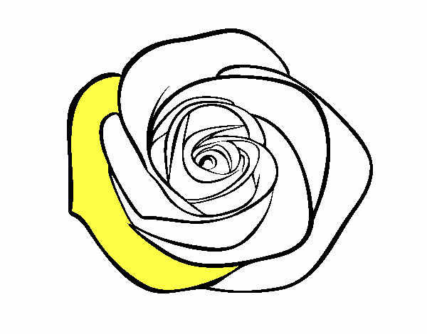 Flor de rosa