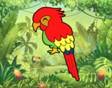 Guacamayo