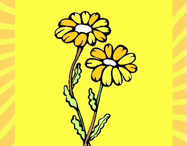 la  flor  margarita