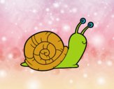 Un caracol