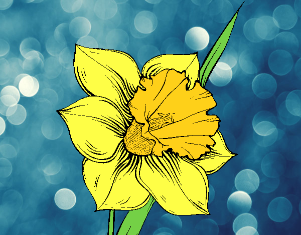 Flor de narciso