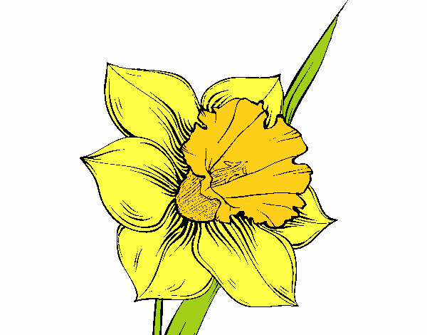 Flor de narciso