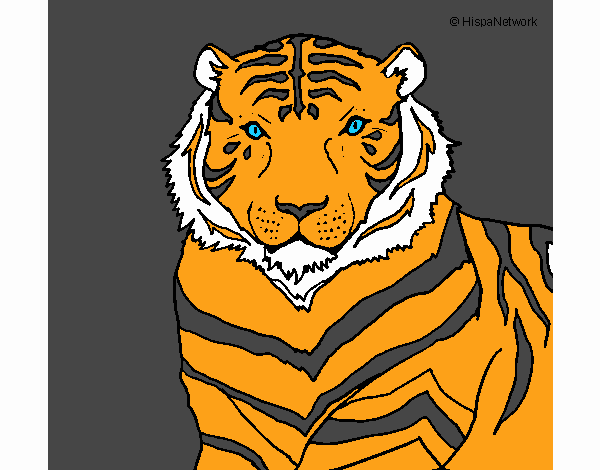 Tigre 3