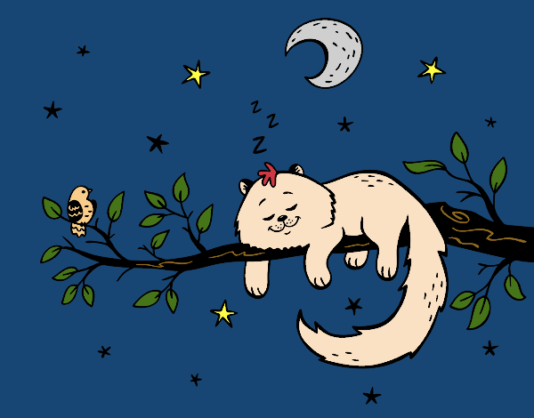 El gato y la luna.