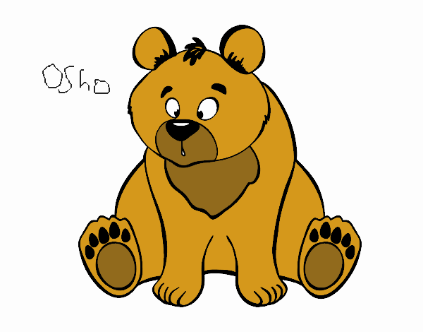 Oso pardo