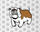 Perro bulldog inglés