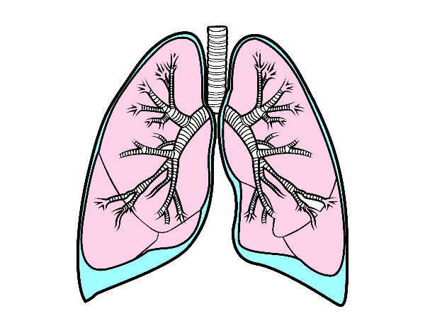 PULMONES