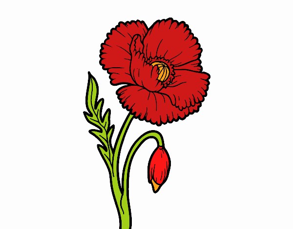 red flower