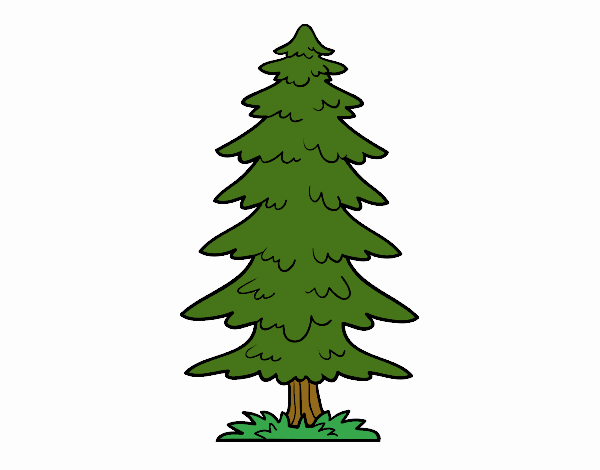 árbol 