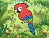 Guacamayo