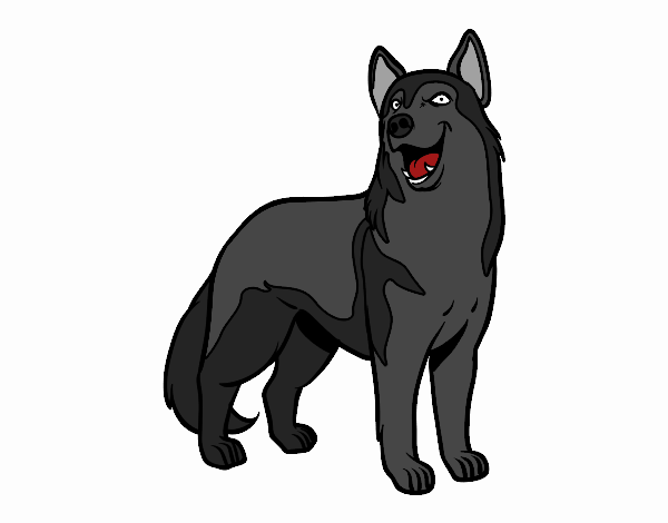 perro lobo 