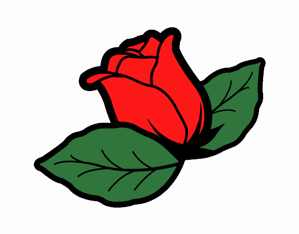 rosa de san valentin