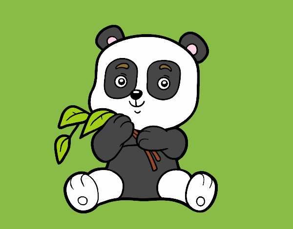 Un oso panda