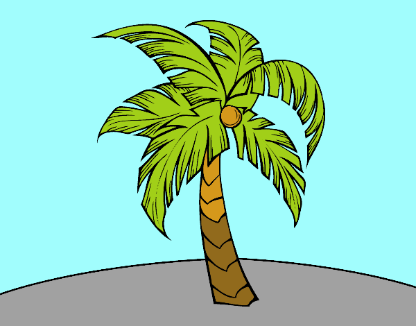 palmera