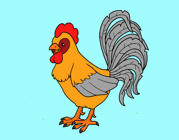 Gallo de una granja