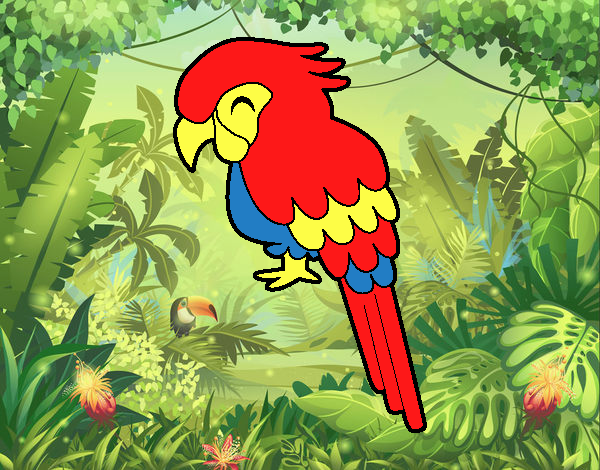 Guacamayo