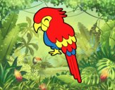 Guacamayo