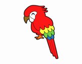 Guacamayo