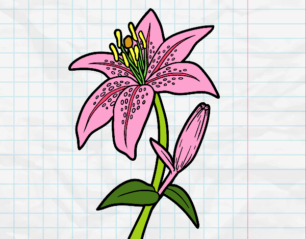 Dibujo de flor lili pintado por en  el día 13-06-20 a las  03:22:28. Imprime, pinta o colorea tus propios dibujos!