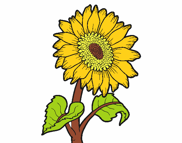 Dibujo de Flor de girasol pintado por en  el día 15-06-20 a las  20:51:09. Imprime, pinta o colorea tus propios dibujos!