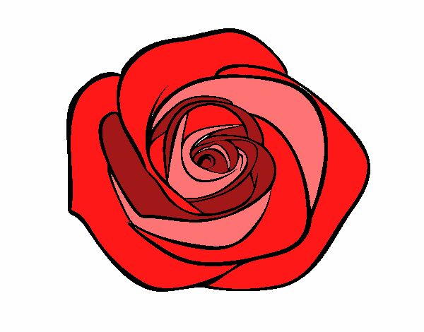 Flor de rosa