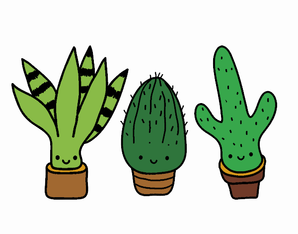 Mini cactus