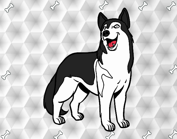 Perro lobo