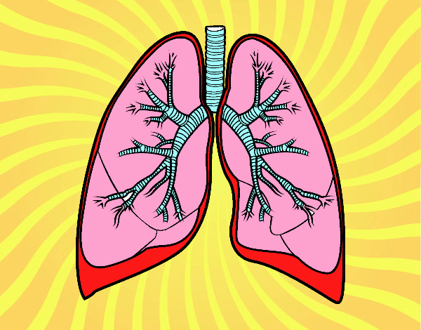 Pulmones y bronquios