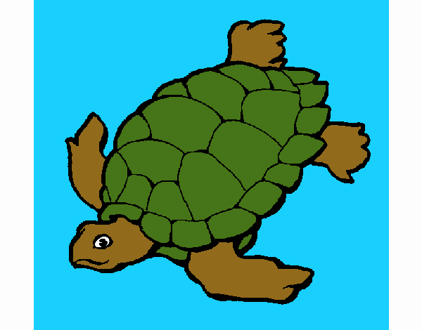 Tortuga