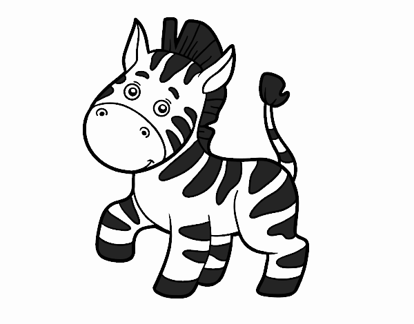 zebraxd