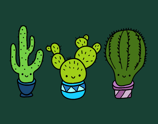 3 mini cactus